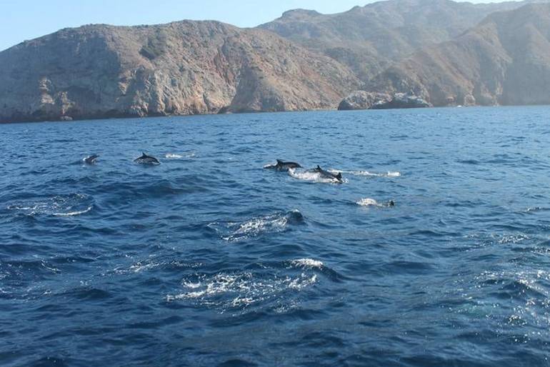 Island Packers Cruises to the Channel Islands National Park