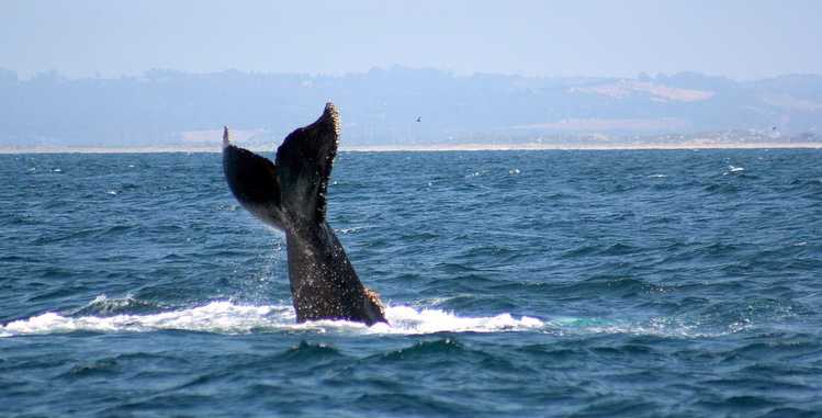 Island Packers Whale Watching Trips