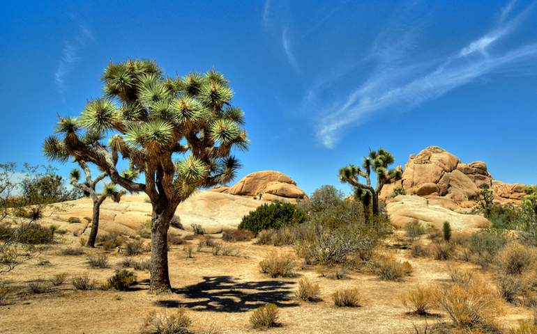 Parque Nacional de Joshua Tree