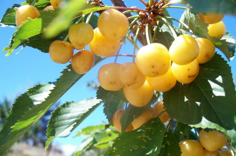 Enjoy a delightful Day in Leona Valley Where to Pick Cherries