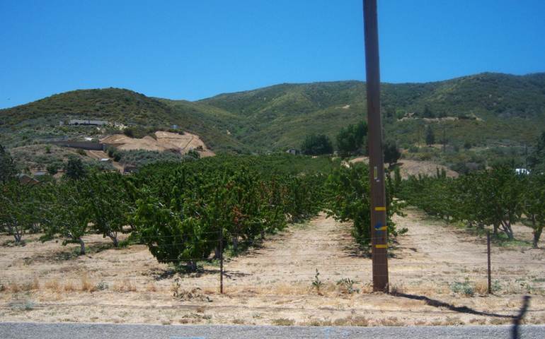 Leona Valley Cherry Picking