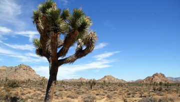 Mojave National Preserve