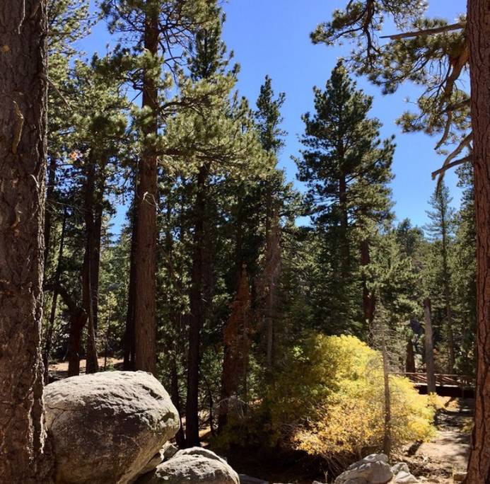 Mount Jacinto State Park