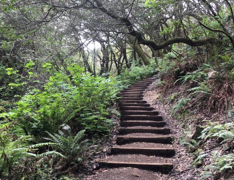 Muir Woods Trail