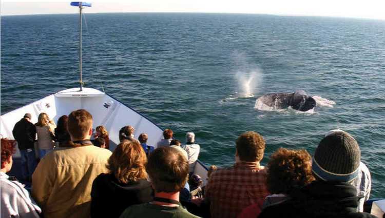 Hornblower San Diego Whale Watching