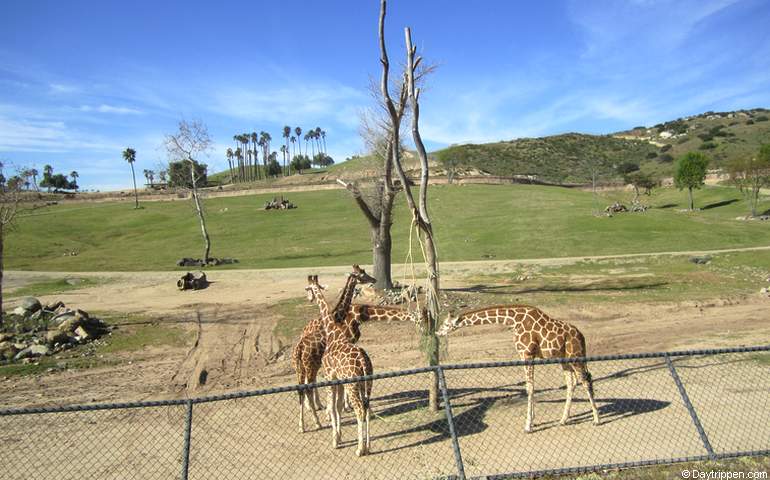 San Diego Zoo Safari Park