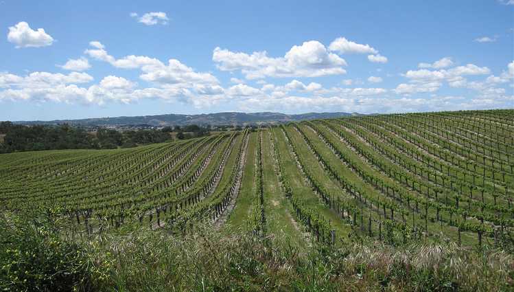 San Luis Obispo County Wine Country