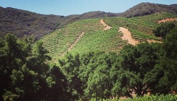 Santa Monica Mountain Wineries Wine Tasting