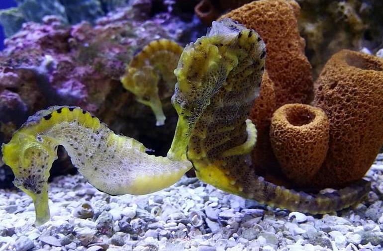 Birch Aquarium at Scripps