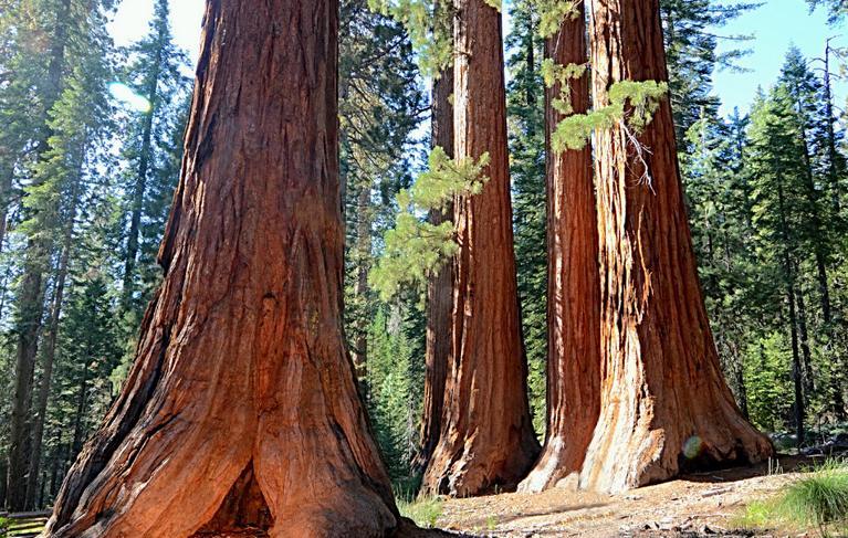Sequoia Kings Canyon Parks