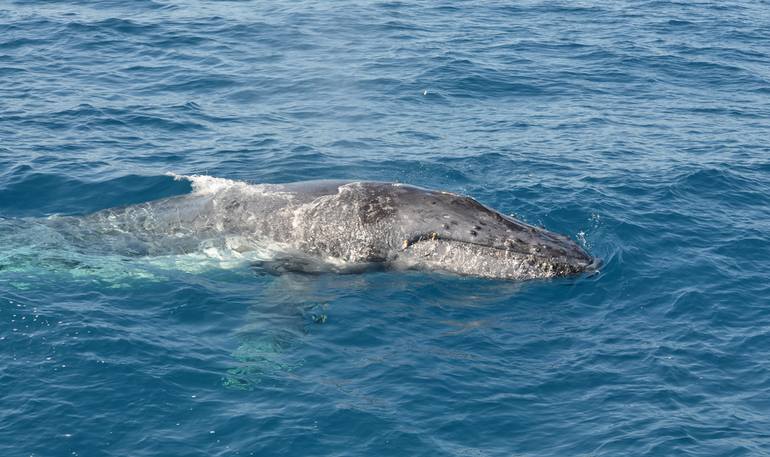 Mendocino Coast Whale Watching