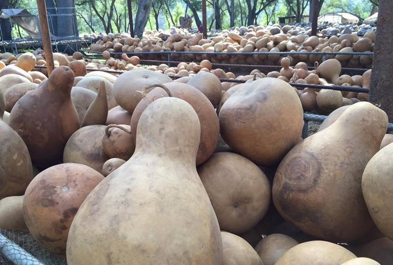 Gorgeous Gourds at Welburn Gourd Farm