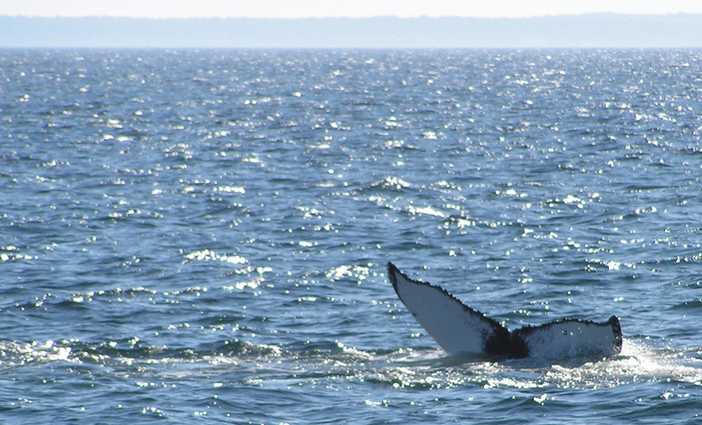 Whale Watching San Diego