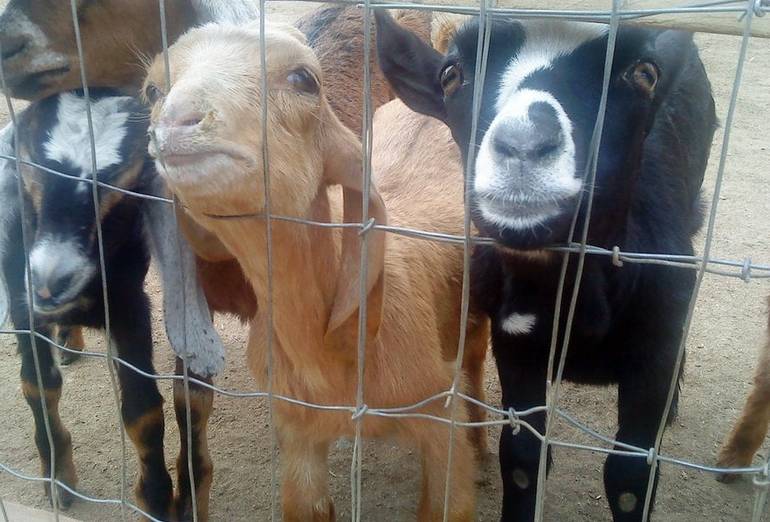 Zoomars San Juan Capistrano Petting Zoo