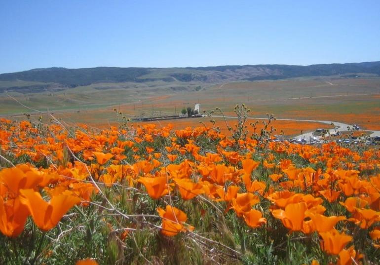 Antelope Valley Poppy Reserve Day Trip
