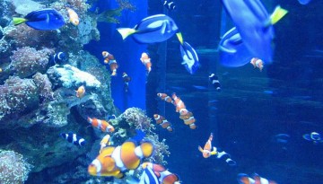 Aquarium of the Pacific Discount Tickets