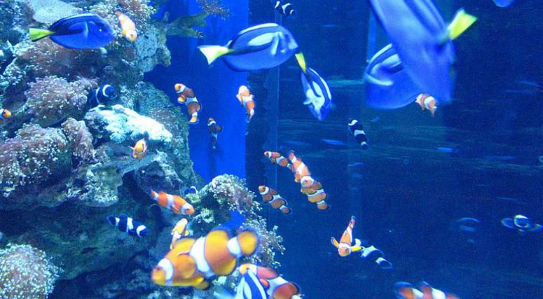 Aquarium of the Pacific Memorial Day Weekend