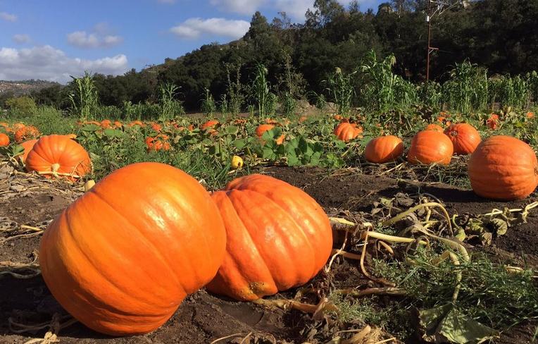 Farm Pumpkin Patch