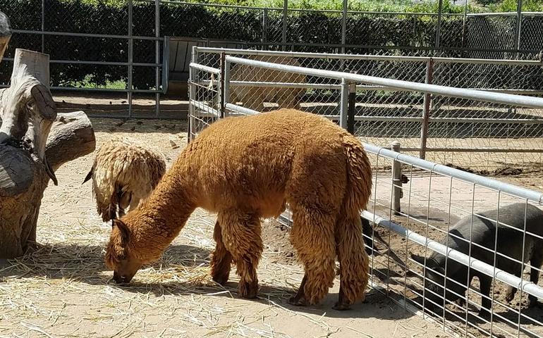  Farm Petting Zoo