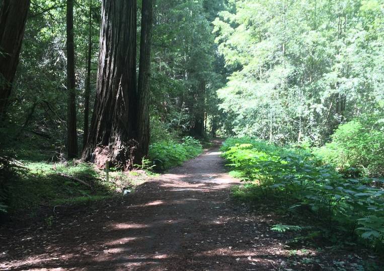 Big Basin Redwoods SP