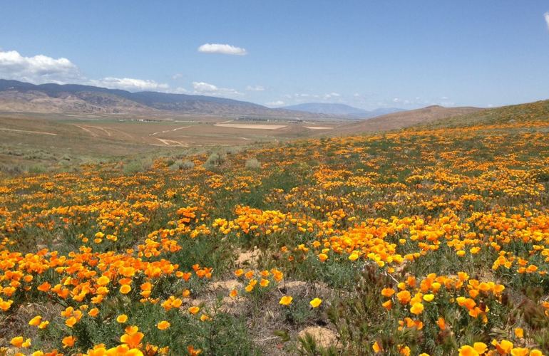 California Poppy Reserve Antelope Valley CA