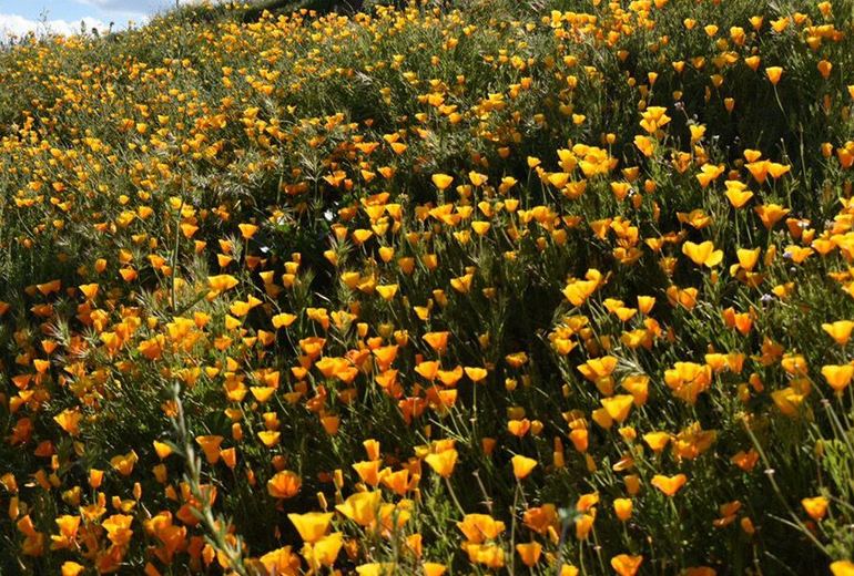 Wildflowers Diamond Valley Lake