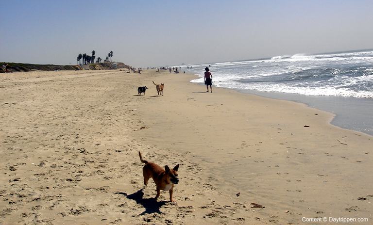 Huntington Dog Beach Day Trip