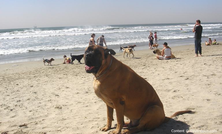 are dogs allowed on huntington beach