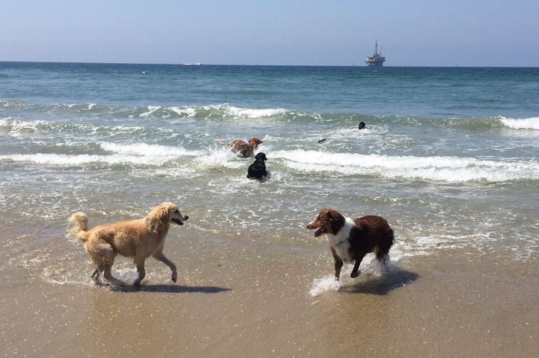 what beaches in los angeles allow dogs