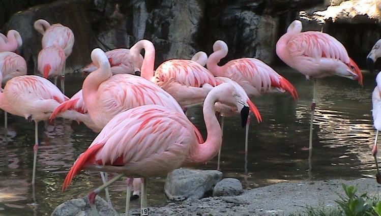 Zoo Pink Flamingos