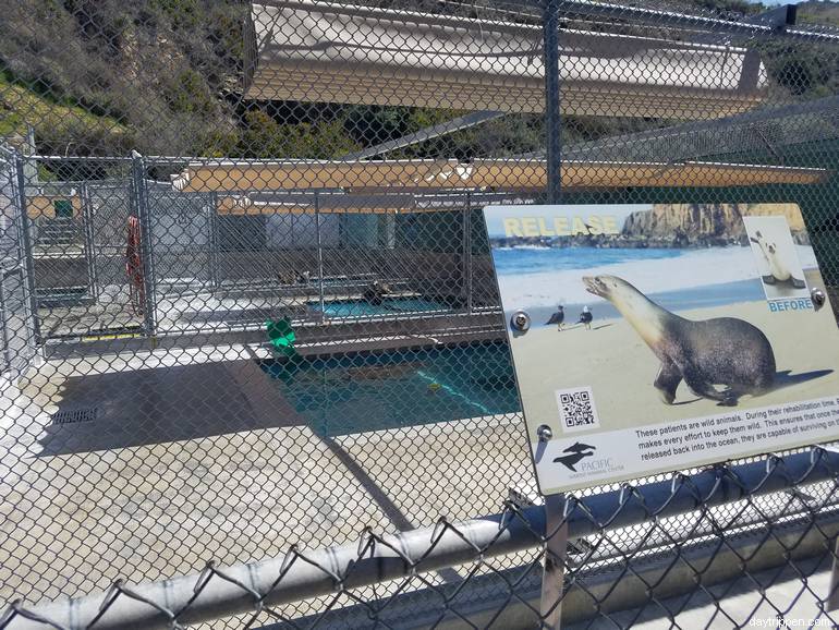 Pacific Marine Mammal Center Laguna Beach