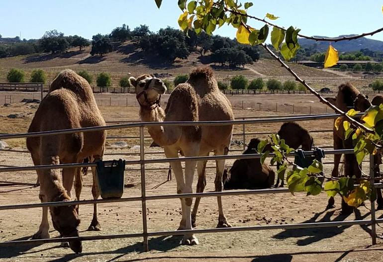 Oasis Camel Dairy Farm Ramona California