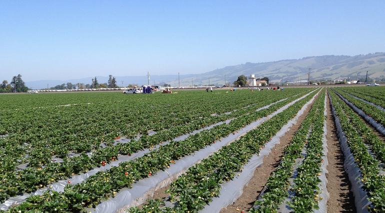 Oxnard Strawberry Fields