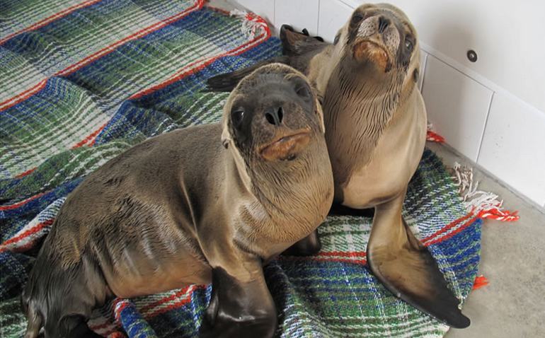 Visiting Pacific Marine Mammal Center Laguna Beach