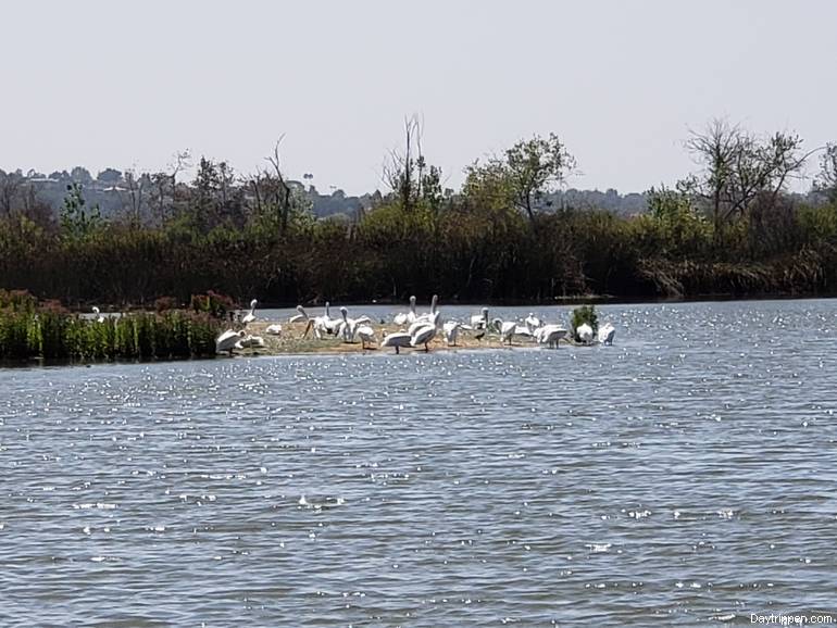 San Joaquin Wildlife Sanctuary Wildlife