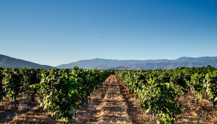 Temecula Valley Wine Tasting