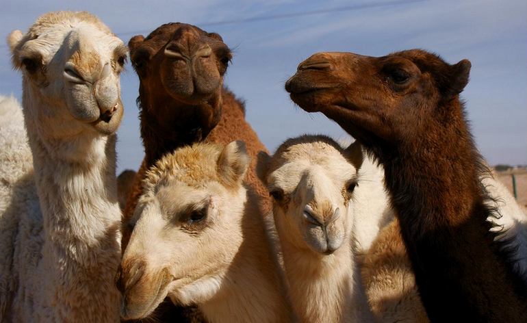 Oasis Camel Dairy Farm