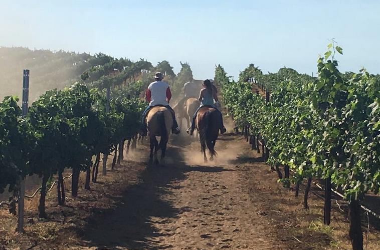 Temecula Horseback Wine Tour