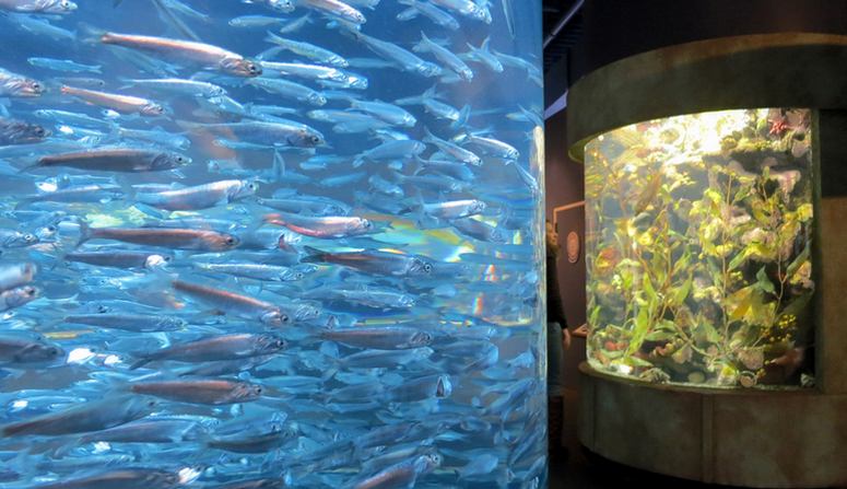 Aquarium of the Bay San Francisco