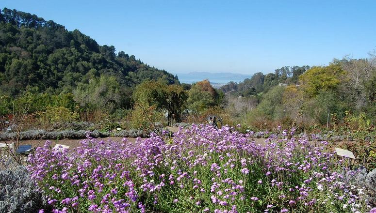 Berkeley Botanical Gardens