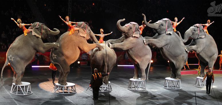 Ringling Bros Circus Discount Tickets Save $10.00