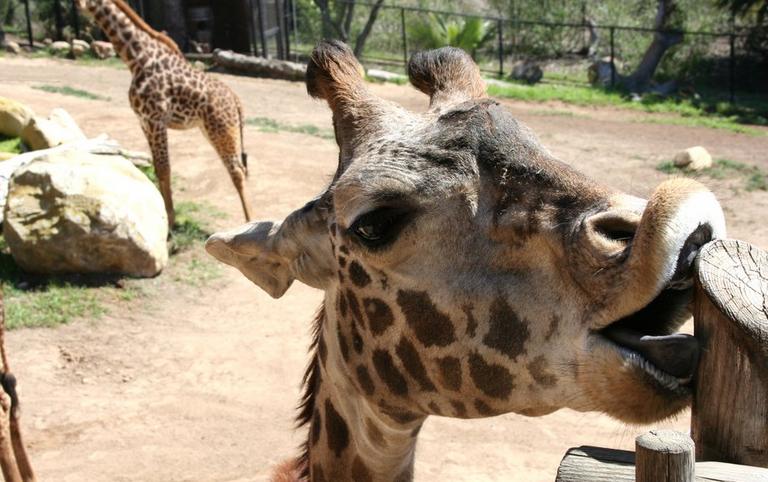 santa barbara zoo