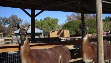 Zoomars San Juan Capistrano Petting Zoo