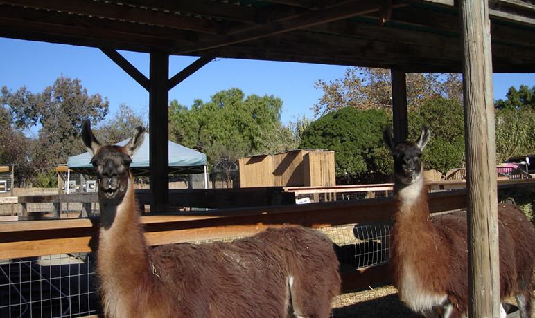 Zoomars San Juan Capistrano Petting Zoo