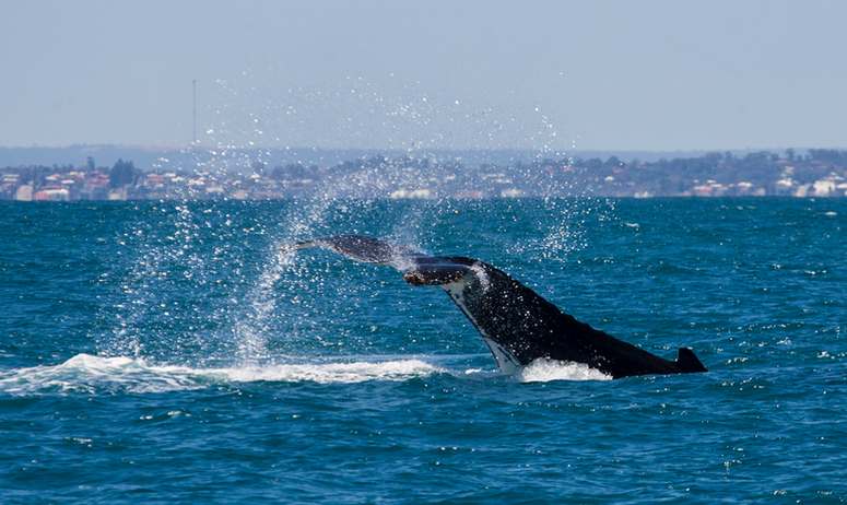 Southern California Whale Watching