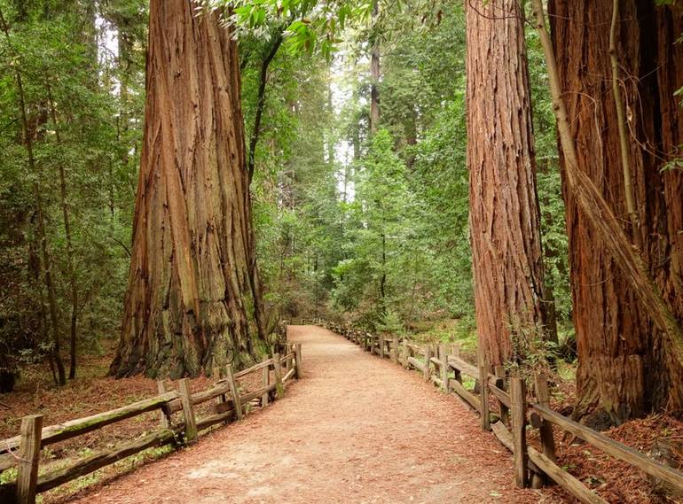 Henry Cowell Redwoods State Park 