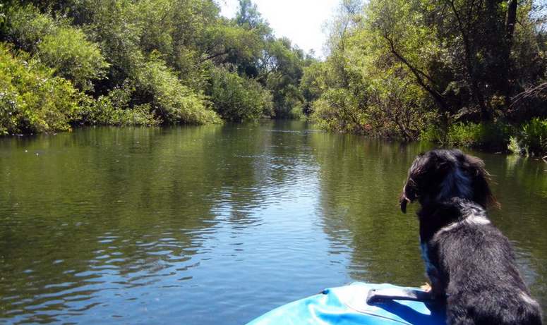 Dog Friendly Russian River Raft Trip Discounts