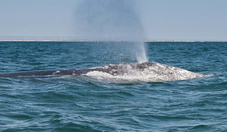 Gray Whale California