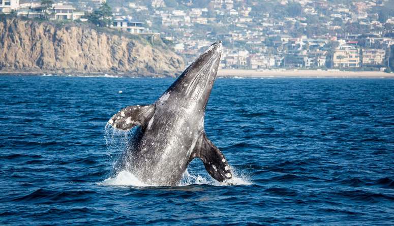 Whale Watching Newport Beach