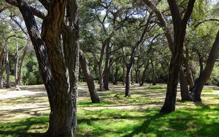 Descanso Gardens